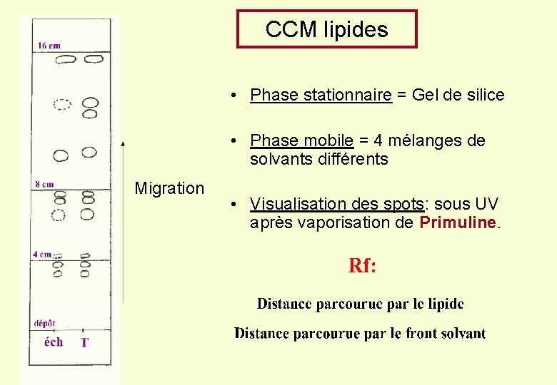 CCM lipides • Phase stationnaire = Gel de silice • Phase mobile = 4 CCM lipides • Phase stationnaire = Gel de silice • Phase mobile = 4