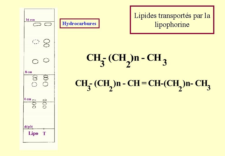 Hydrocarbures Lipides transportés par la lipophorine Hydrocarbures Lipides transportés par la lipophorine
