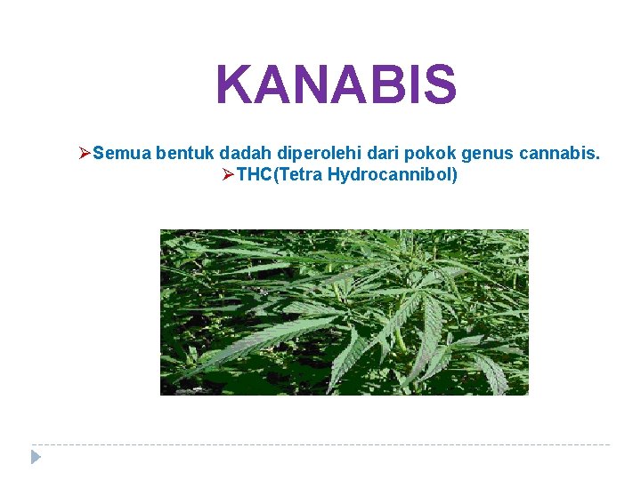 KANABIS ØSemua bentuk dadah diperolehi dari pokok genus cannabis. ØTHC(Tetra Hydrocannibol) 