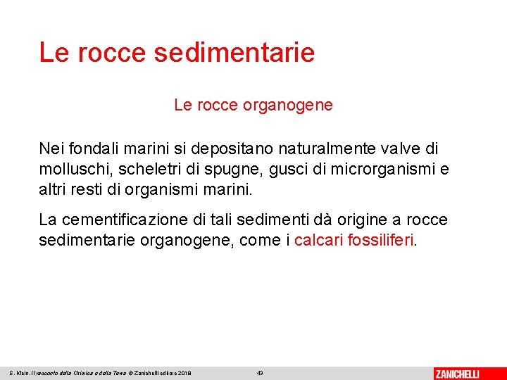 Le rocce sedimentarie Le rocce organogene Nei fondali marini si depositano naturalmente valve di