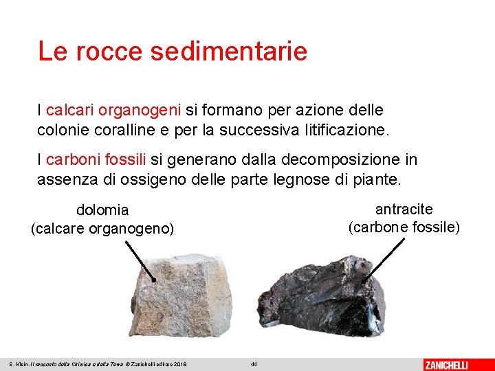 Le rocce sedimentarie I calcari organogeni si formano per azione delle colonie coralline e