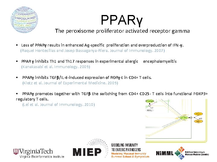 PPARγ The peroxisome proliferator activated receptor gamma § Loss of PPARγ results in enhanced