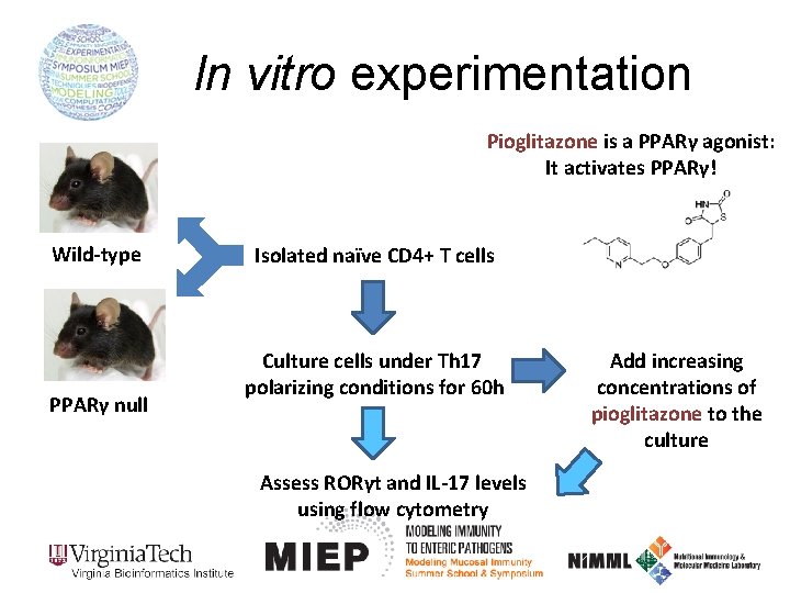 In vitro experimentation Pioglitazone is a PPARγ agonist: It activates PPARγ! Wild-type PPARγ null