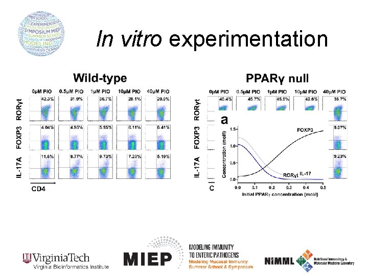 In vitro experimentation 