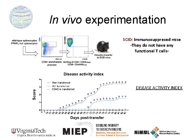In vivo experimentation SCID: Immunosuppresed mice -They do not have any functional T cells-