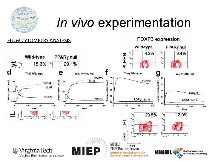 In vivo experimentation FLOW CYTOMETRY ANALYSIS 