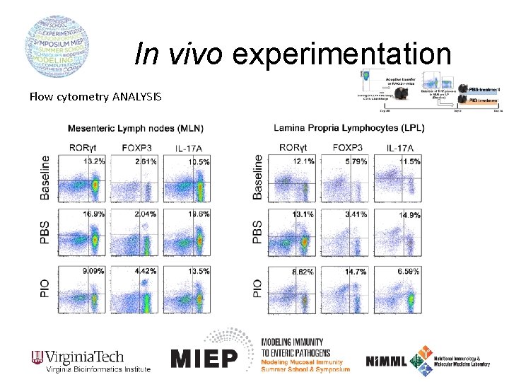 In vivo experimentation Flow cytometry ANALYSIS 