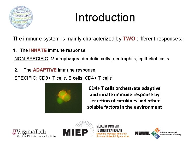 Introduction The immune system is mainly characterized by TWO different responses: 1. The INNATE