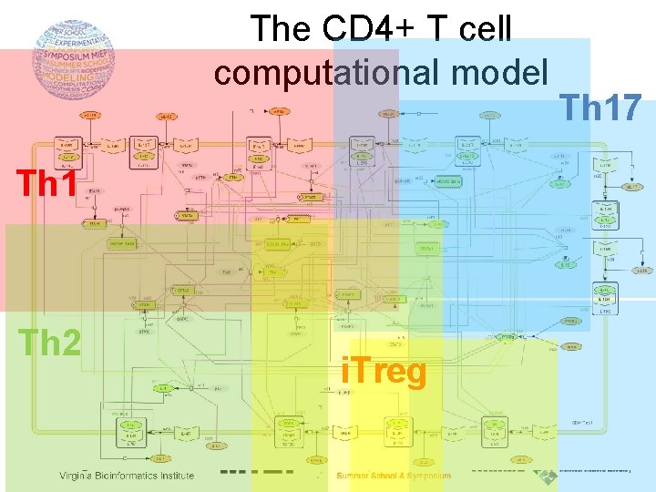 The CD 4+ T cell computational model Th 1 Th 2 i. Treg Th