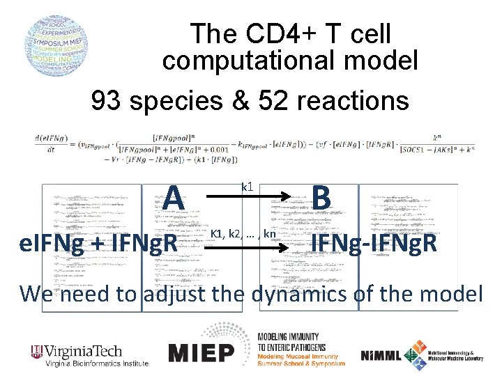 The CD 4+ T cell computational model 93 species & 52 reactions A e.