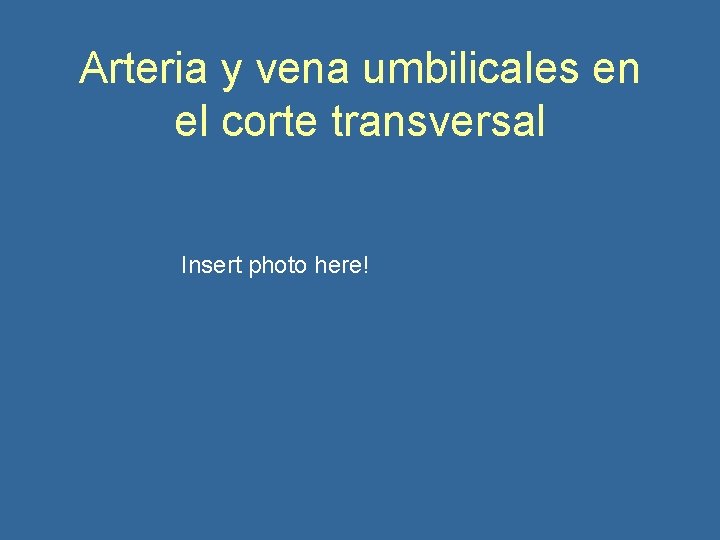 Arteria y vena umbilicales en el corte transversal Insert photo here! 