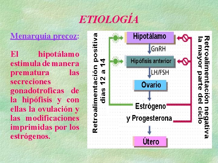 ETIOLOGÍA Menarquia precoz: El hipotálamo estimula de manera prematura las secreciones gonadotroficas de la