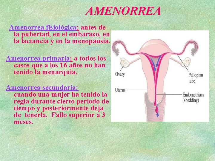 AMENORREA Amenorrea fisiológica: antes de la pubertad, en el embarazo, en la lactancia y