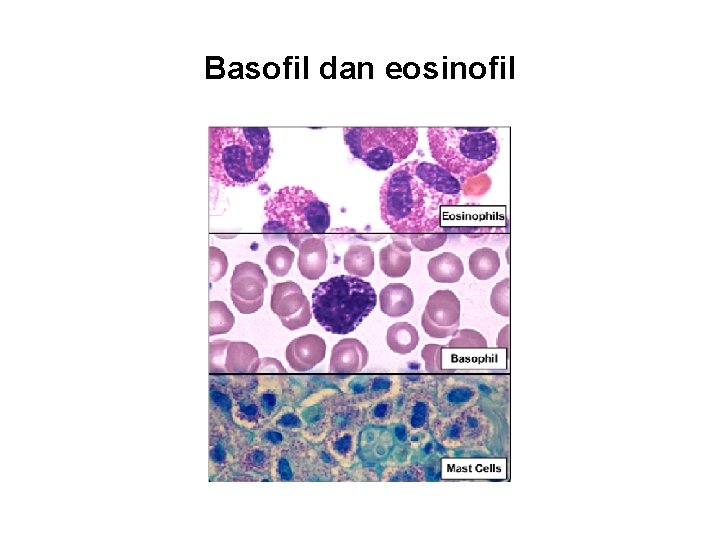 Basofil dan eosinofil 