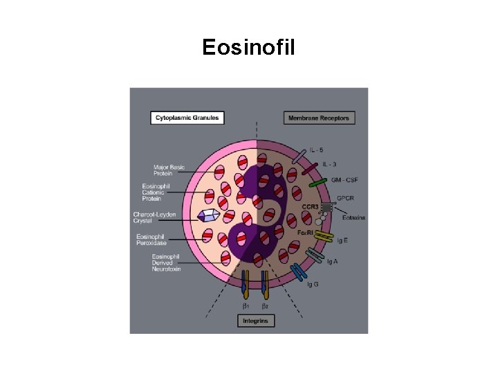 Eosinofil 