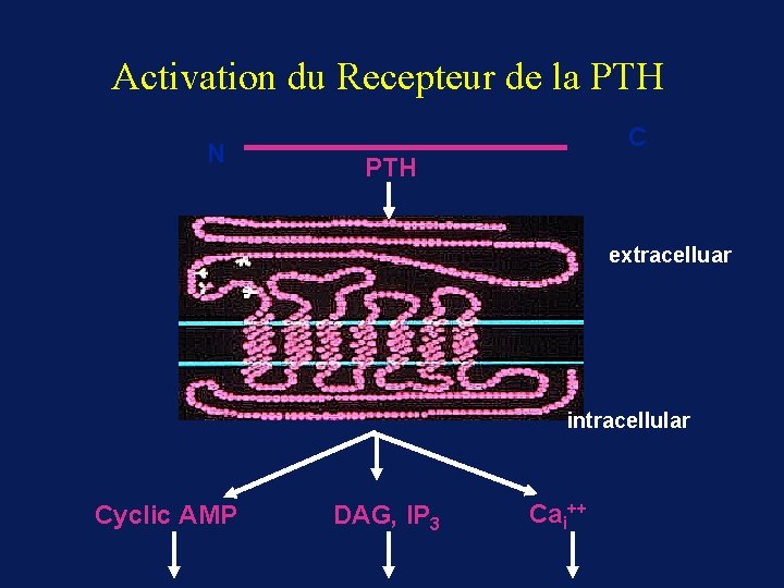 Activation du Recepteur de la PTH N C PTH extracelluar intracellular Cyclic AMP DAG,