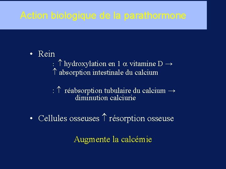 Action biologique de la parathormone • Rein hydroxylation en 1 a vitamine D →