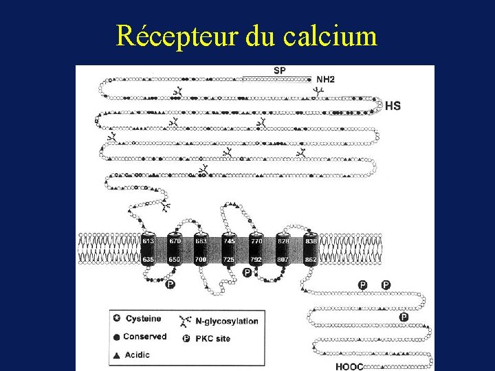 Récepteur du calcium 