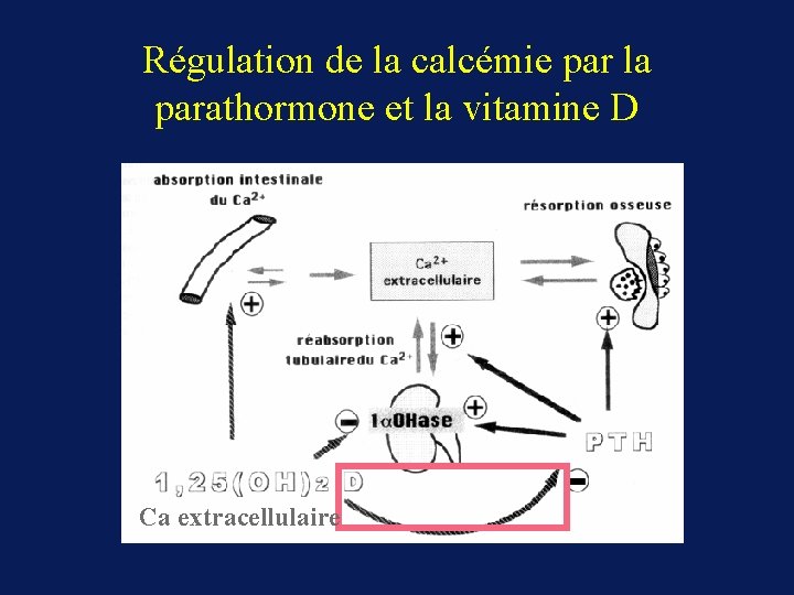 Régulation de la calcémie par la parathormone et la vitamine D Ca extracellulaire 