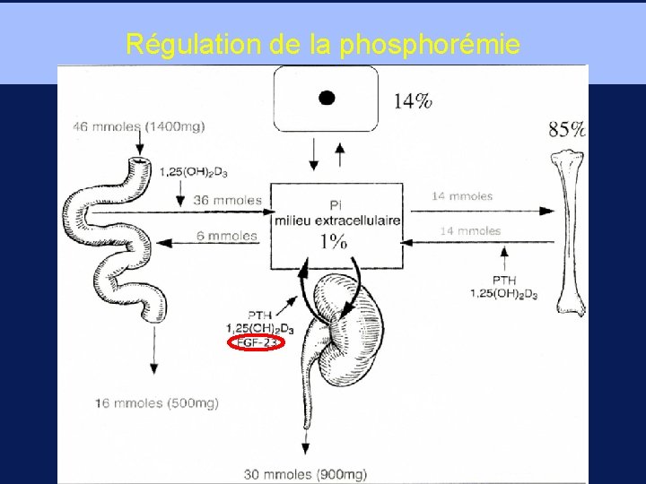 Régulation de la phosphorémie 