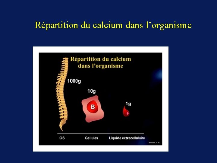 Répartition du calcium dans l’organisme 