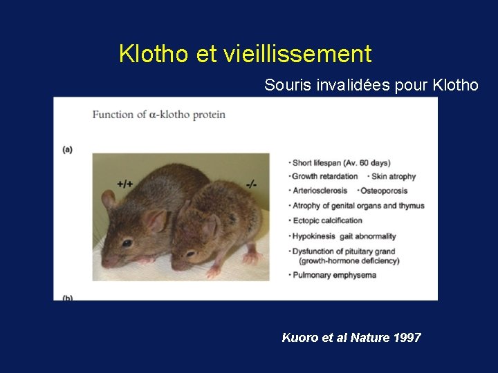 Klotho et vieillissement Souris invalidées pour Klotho Kuoro et al Nature 1997 