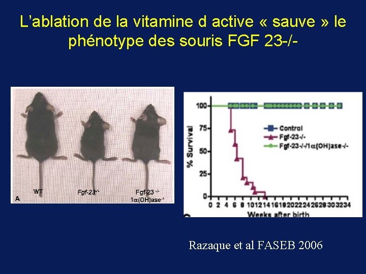 L’ablation de la vitamine d active « sauve » le phénotype des souris FGF