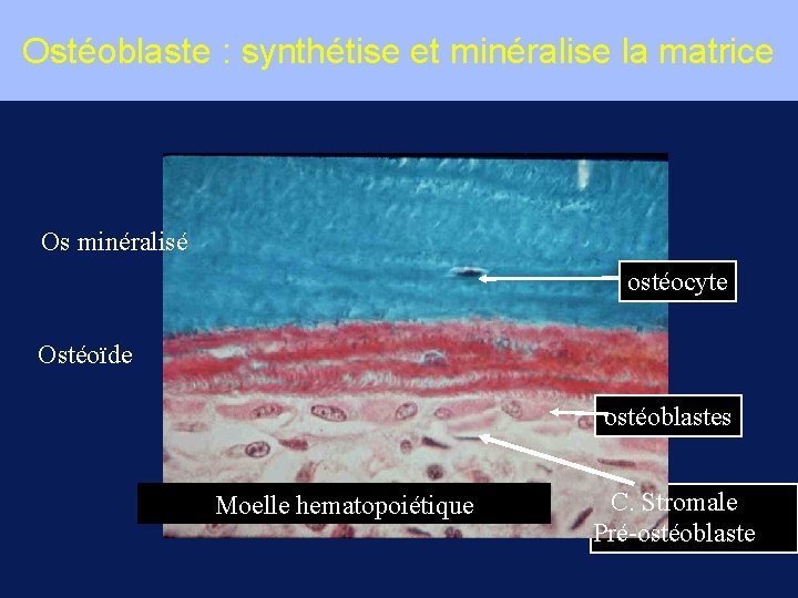 Ostéoblaste : synthétise et minéralise la matrice Os minéralisé ostéocyte Ostéoïde ostéoblastes Moelle hematopoiétique