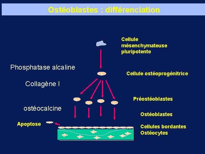 Ostéoblastes : différenciation Cellule mésenchymateuse pluripotente Phosphatase alcaline Cellule ostéoprogénitrice Collagène I Préostéoblastes ostéocalcine