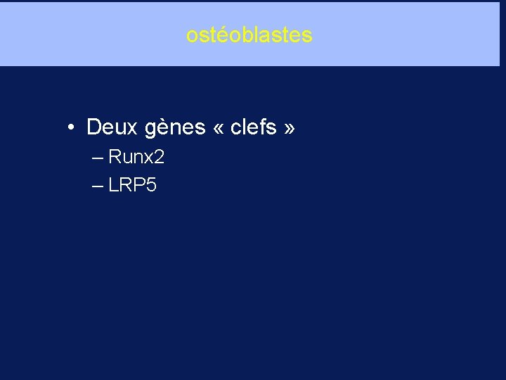 ostéoblastes • Deux gènes « clefs » – Runx 2 – LRP 5 