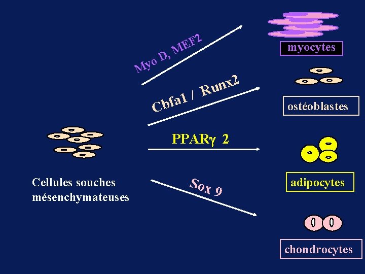My , D o 2 F ME myocytes x 2 n u R /