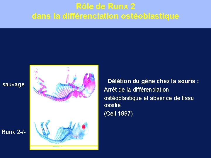 Rôle de Runx 2 dans la différenciation ostéoblastique sauvage Runx 2 -/- • Délétion