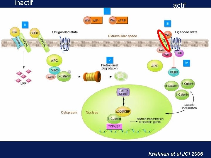 inactif Krishnan et al JCI 2006 