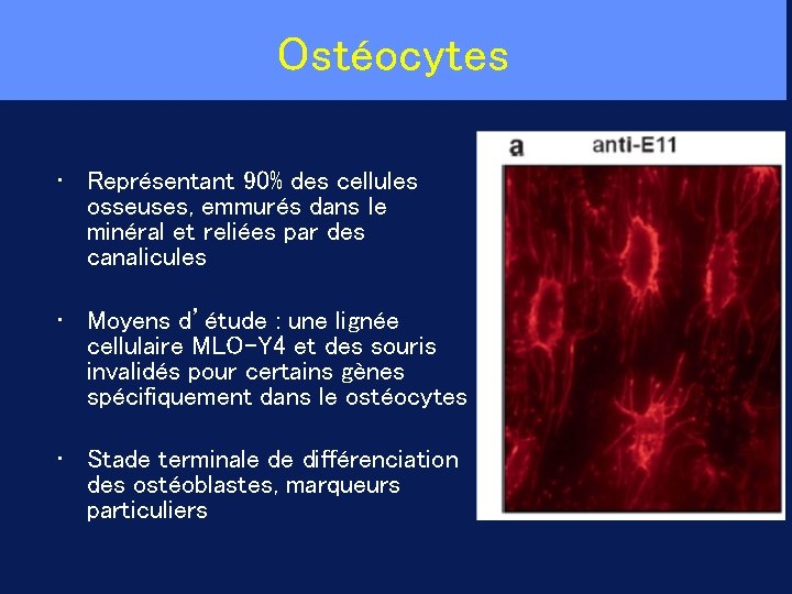 Ostéocytes • Représentant 90% des cellules osseuses, emmurés dans le minéral et reliées par