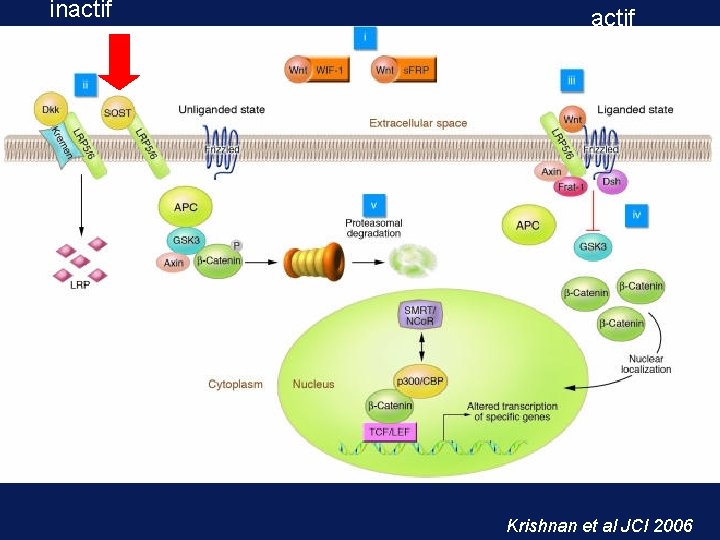 inactif Krishnan et al JCI 2006 