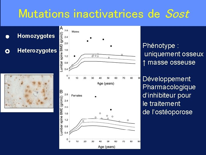 Mutations inactivatrices de Sost Homozygotes Heterozygotes Phénotype : uniquement osseux ↑ masse osseuse Développement