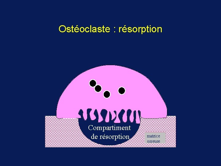 Ostéoclaste : résorption Compartiment de résorption matrice osseuse 