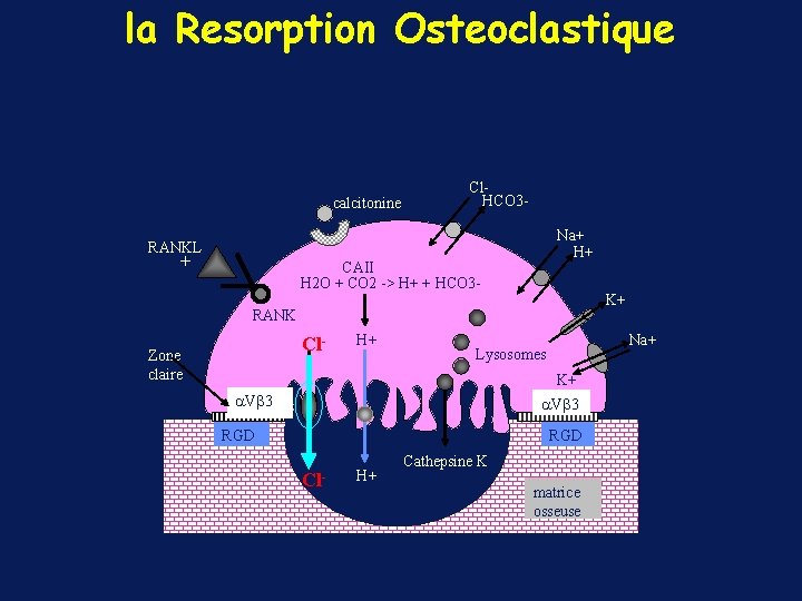 la Resorption Osteoclastique calcitonine Cl. HCO 3 Na+ H+ RANKL + CAII H 2