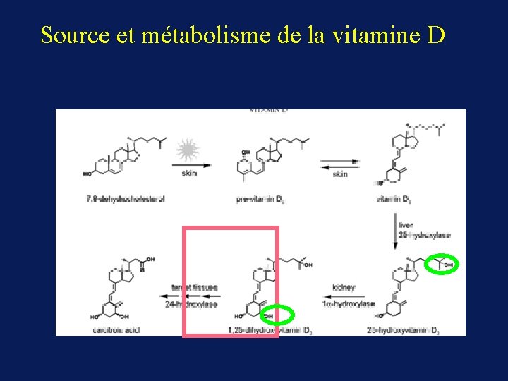 Source et métabolisme de la vitamine D 