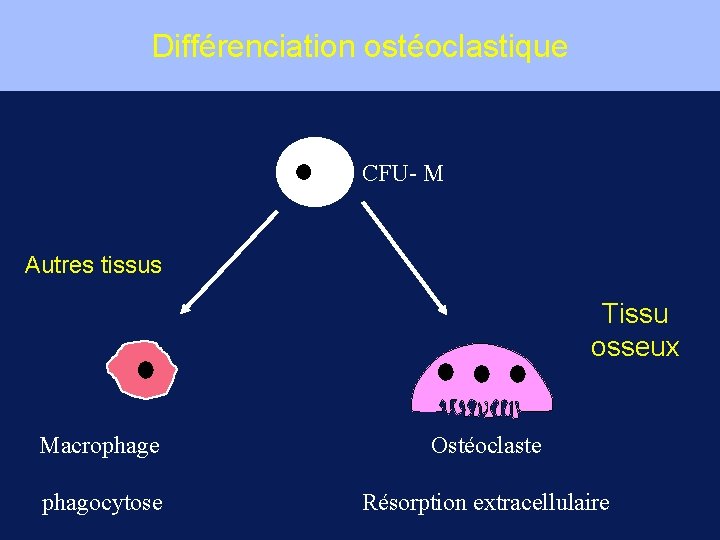 Différenciation ostéoclastique CFU- M Autres tissus Tissu osseux Macrophage Ostéoclaste phagocytose Résorption extracellulaire 