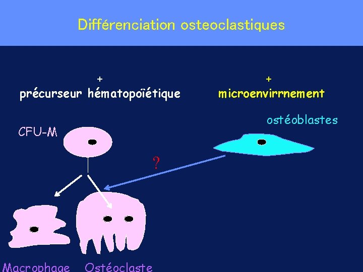 Différenciation osteoclastiques + précurseur hématopoïétique + microenvirrnement ostéoblastes CFU-M ? 