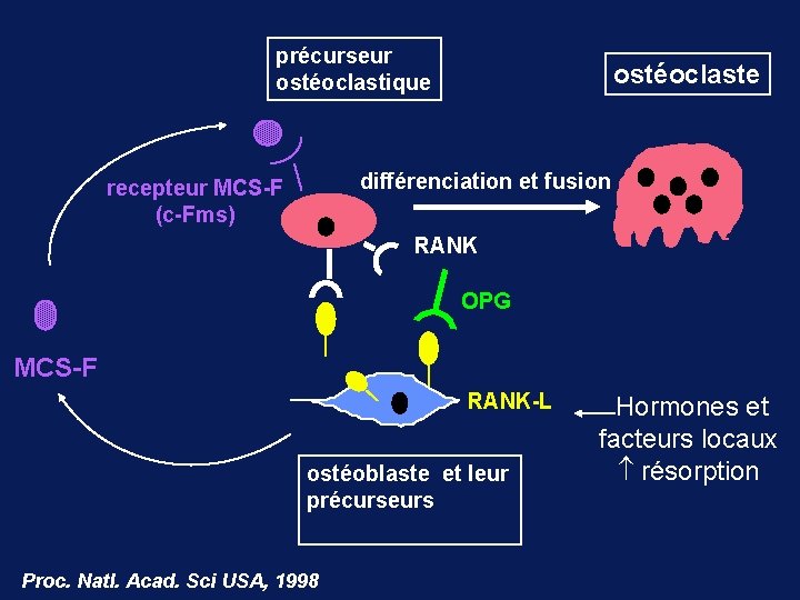 précurseur ostéoclastique ostéoclaste différenciation et fusion recepteur MCS-F (c-Fms) RANK OPG MCS-F RANK-L ostéoblaste