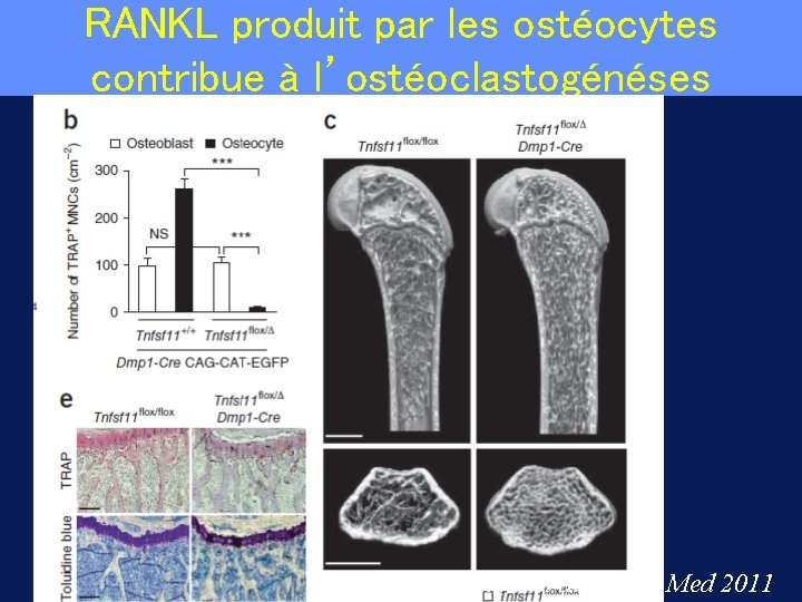 RANKL produit par les ostéocytes contribue à l’ostéoclastogénéses Nakashima et al Nature Med 2011