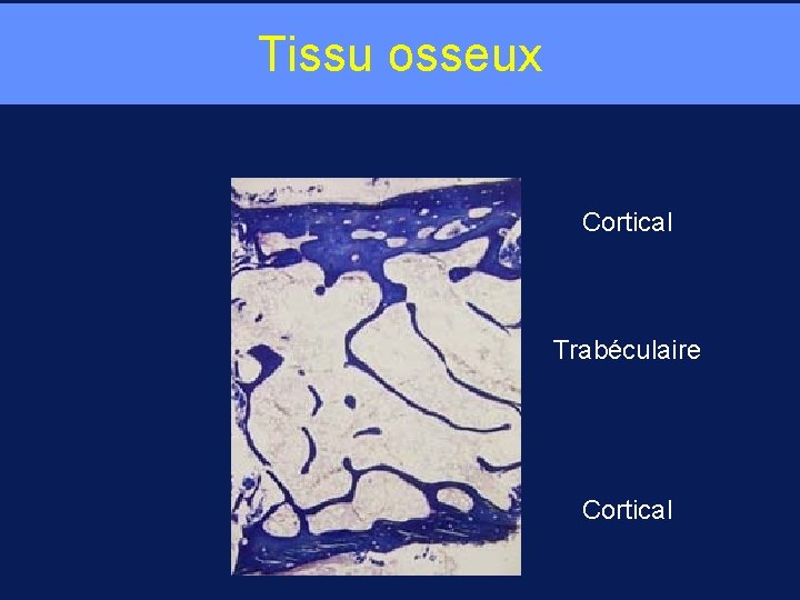 Tissu osseux Cortical Trabéculaire Cortical 