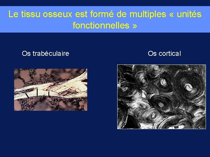 Le tissu osseux est formé de multiples « unités fonctionnelles » Os trabéculaire Os