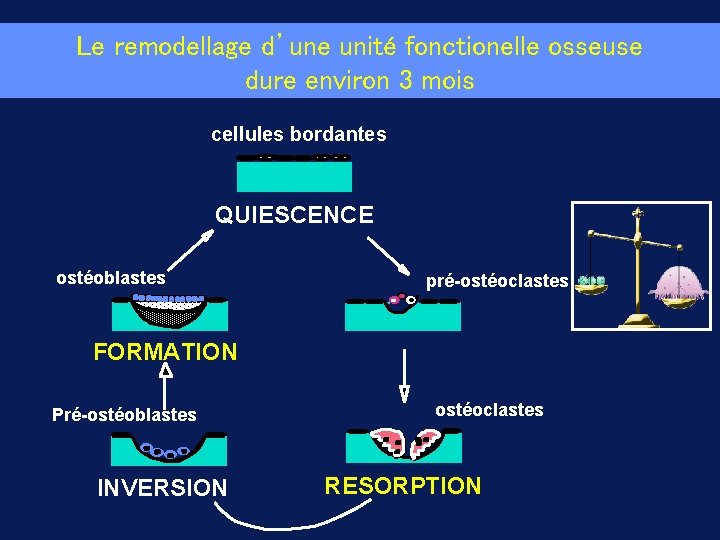 Le remodellage d’une unité fonctionelle osseuse dure environ 3 mois cellules bordantes QUIESCENCE ostéoblastes