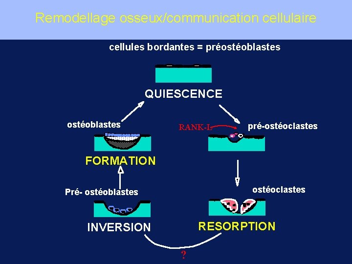 Remodellage osseux/communication cellulaire cellules bordantes = préostéoblastes QUIESCENCE ostéoblastes RANK-L pré-ostéoclastes FORMATION ostéoclastes Pré-