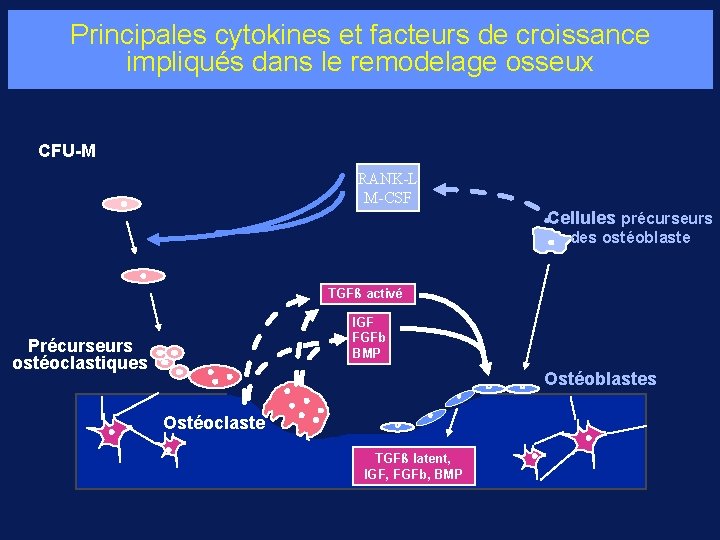 Principales cytokines et facteurs de croissance impliqués dans le remodelage osseux CFU-M RANK-L M-CSF