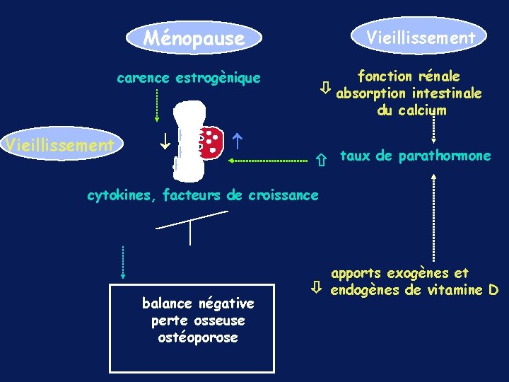 Ménopause Vieillissement fonction rénale absorption intestinale du calcium carence estrogènique Vieillissement taux de parathormone