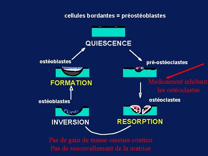 cellules bordantes = préostéoblastes QUIESCENCE ostéoblastes FORMATION ostéoblastes INVERSION pré-ostéoclastes Médicament inhibant les ostéoclastes